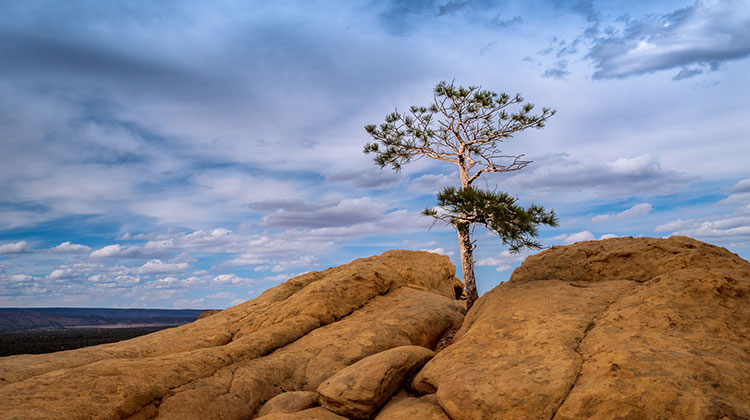 Einsamer und einziger Baum inmitten einer Felsformation